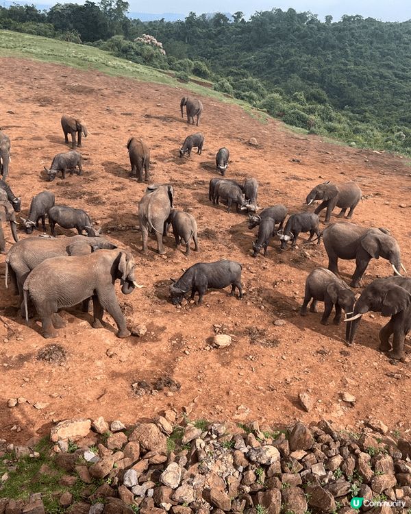這是位卡非洲的動物公園酒店