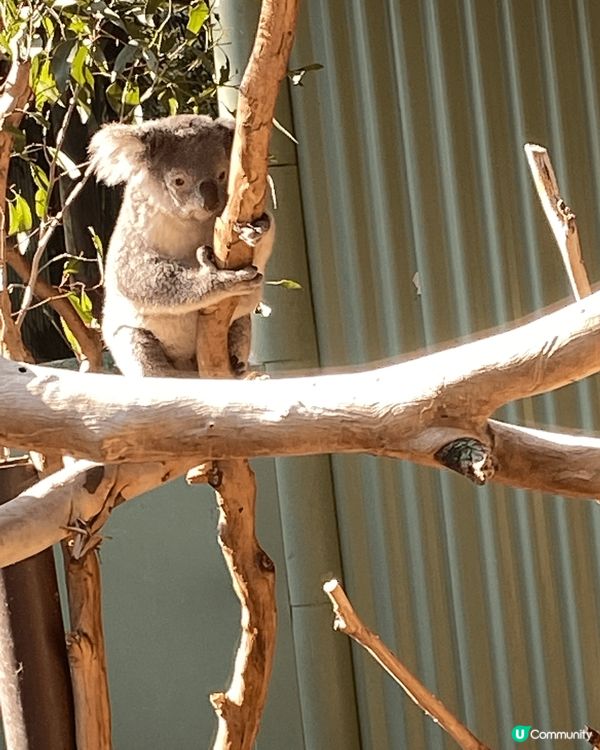 澳洲旅遊，睇到可愛的樹熊，超得意。雪梨的教堂裝修靚及宏偉，值...