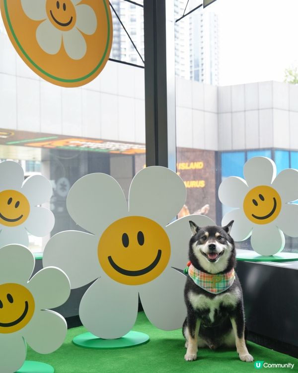 啟德新蒲點！打卡位+寵物用品 🐶📸 開到9月！