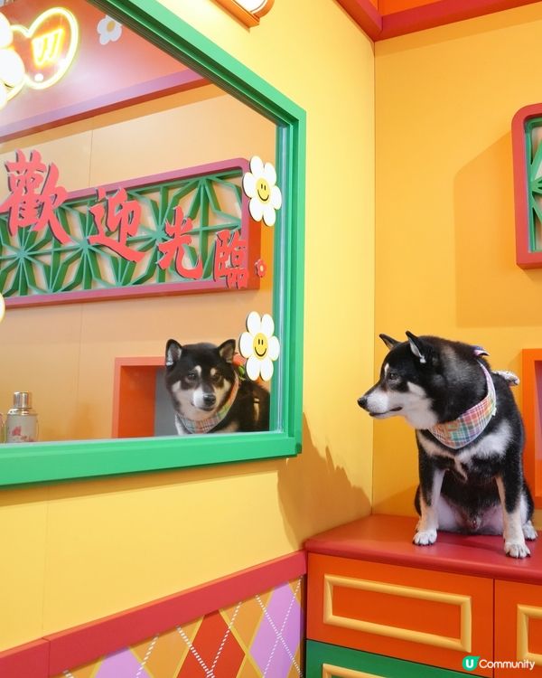 啟德新蒲點！打卡位+寵物用品 🐶📸 開到9月！