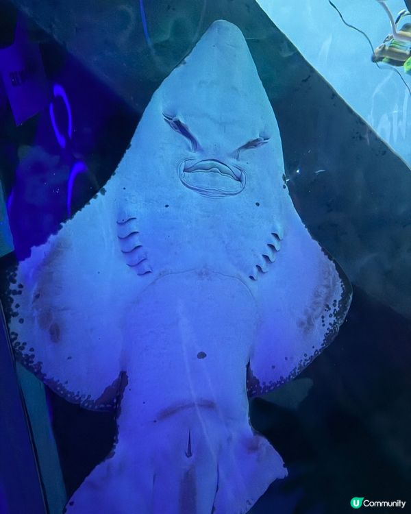 泰國雨季都好玩！曼谷親子室內好去處 🐠🌊