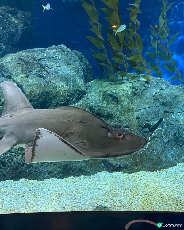 泰國雨季都好玩！曼谷親子室內好去處 🐠🌊
