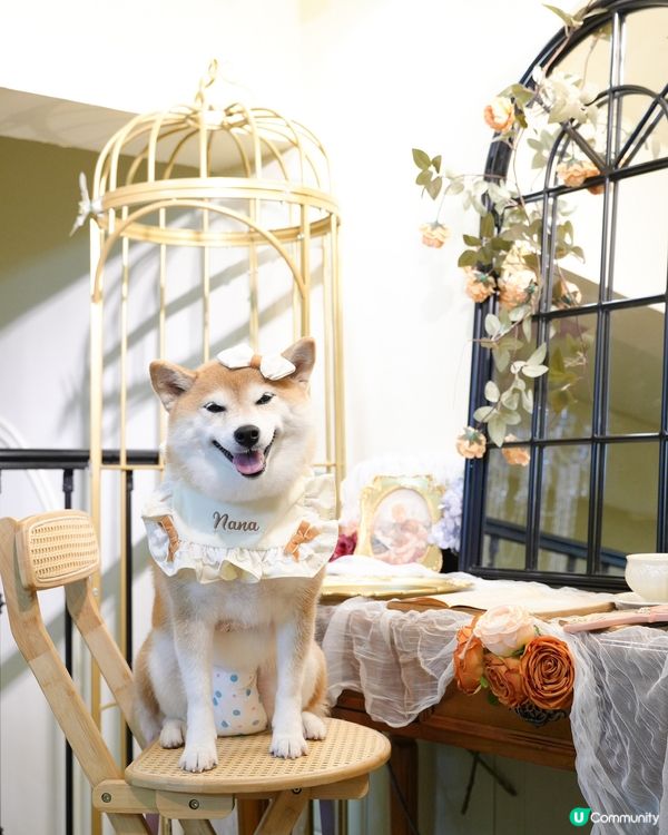 / 帶毛孩影法式寫真 \