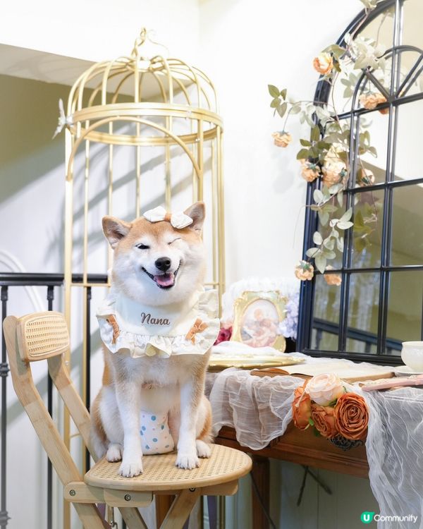 / 帶毛孩影法式寫真 \