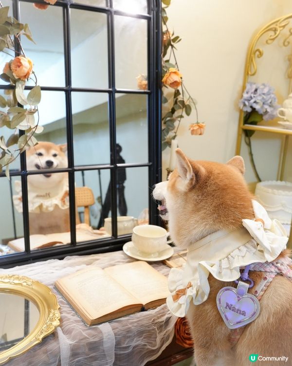 / 帶毛孩影法式寫真 \