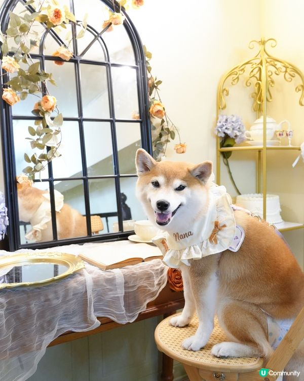 / 帶毛孩影法式寫真 \