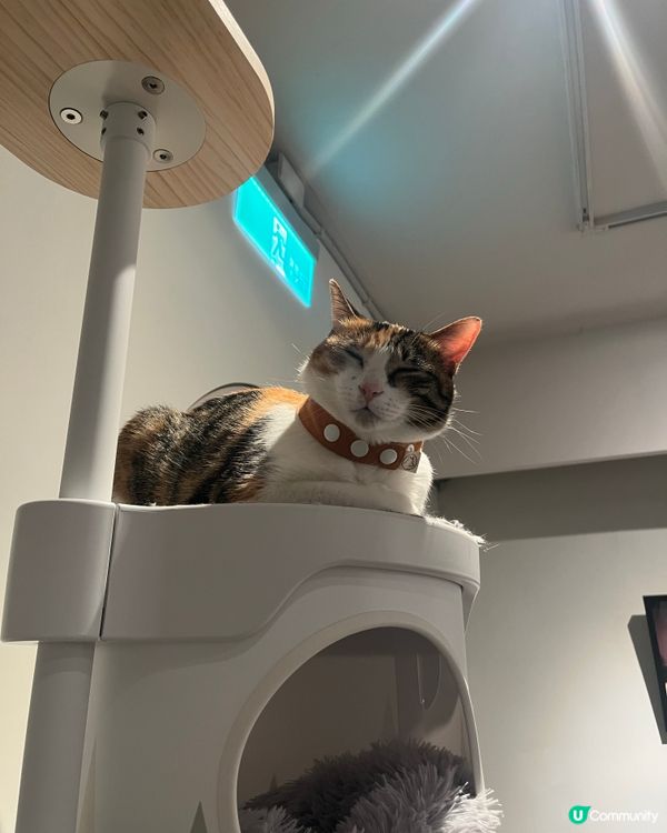 台灣必去貓貓cafe🐱抹茶控衝啊！❤️‍🔥