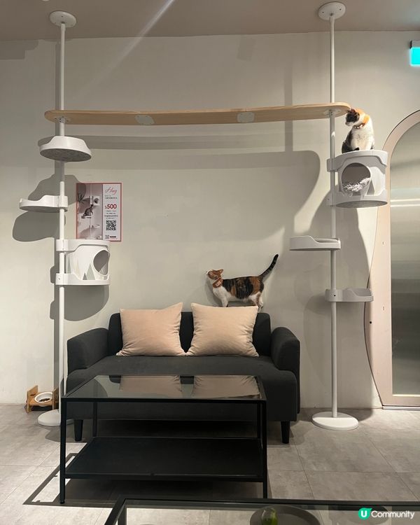 台灣必去貓貓cafe🐱抹茶控衝啊！❤️‍🔥