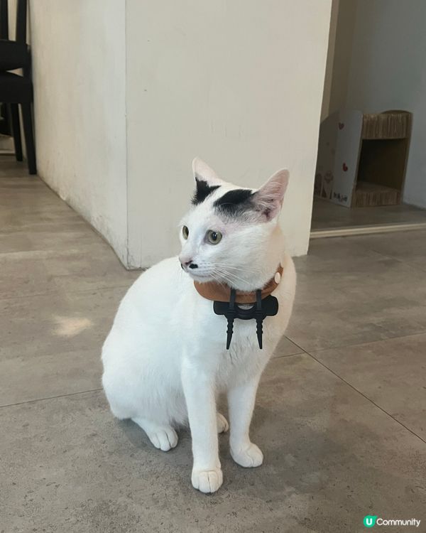 台灣必去貓貓cafe🐱抹茶控衝啊！❤️‍🔥