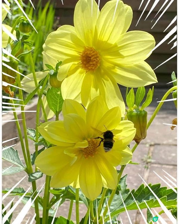 見到花心情好開心