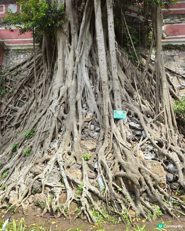 澳門篇：加思欄花園打個卡