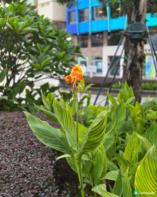 澳門篇：加思欄花園打個卡