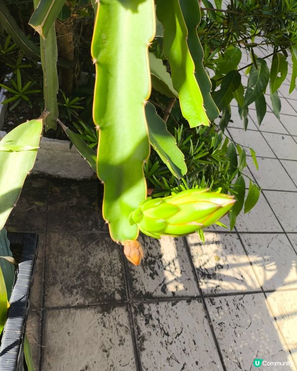 自家種植火龍果