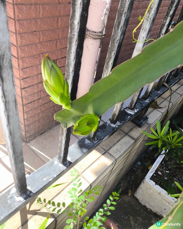 自家種植火龍果