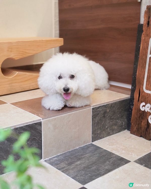 灣仔狗狗友善咖啡店！🍰 抹茶卷蛋超正！😋