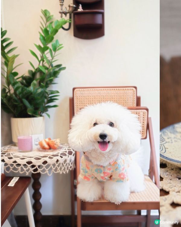 灣仔狗狗友善咖啡店！🍰 抹茶卷蛋超正！😋