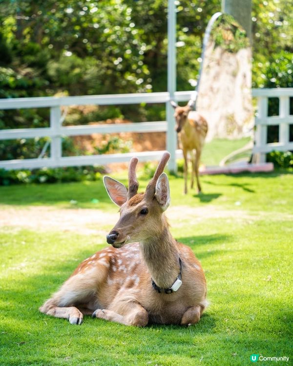 深圳玻璃海🌊睇小鹿！浪漫一日遊😍