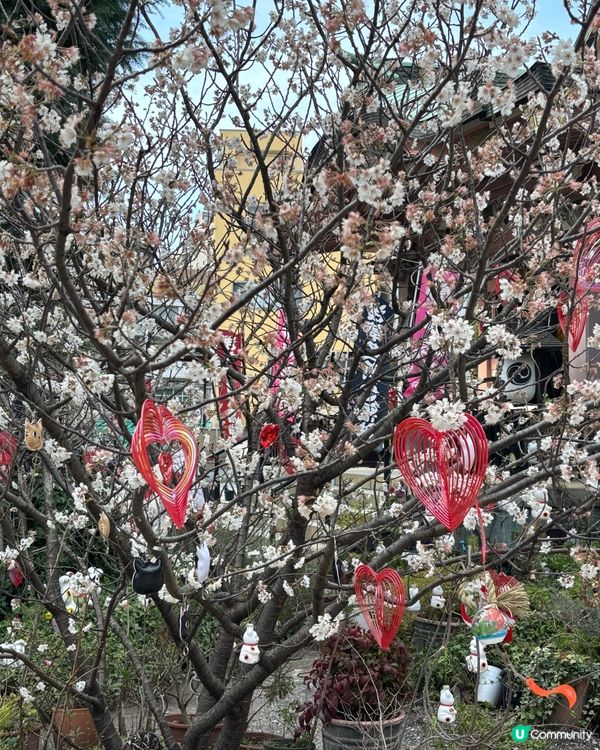 淺草今戶神社求姻緣！靈驗到爆💥！