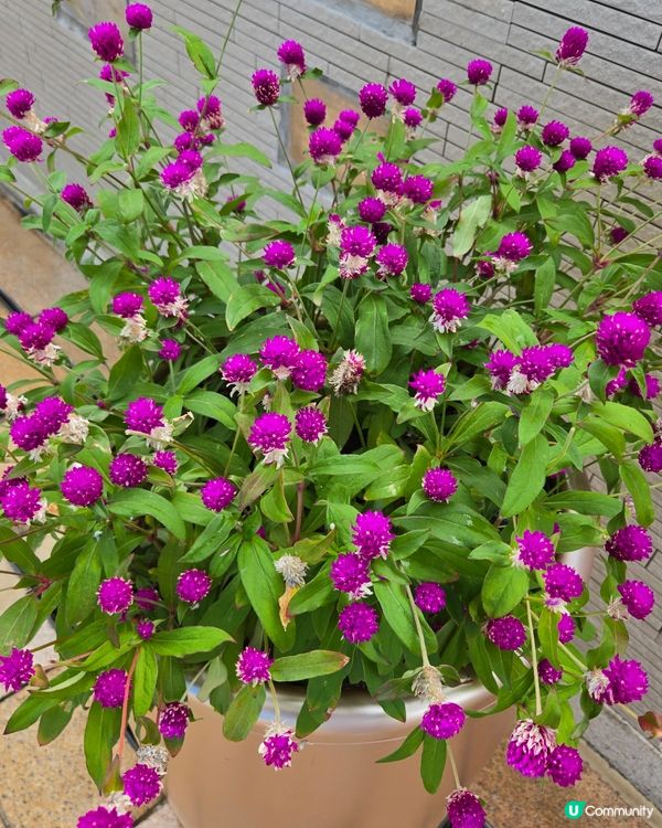 #UCreator #打卡美食 #好去處 #全新景點 #ch...