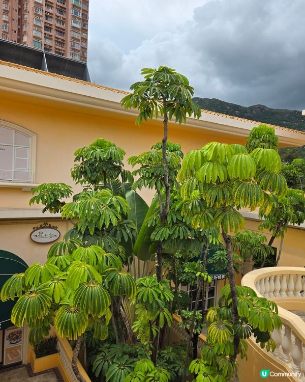 #UCreator #打卡美食 #好去處 #全新景點 #ch...