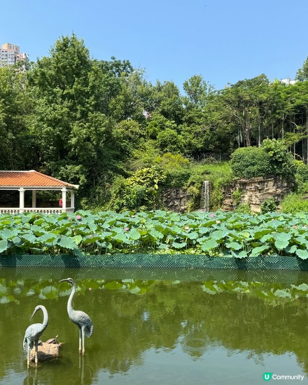 青衣公園-荷池荷花🪷盛開