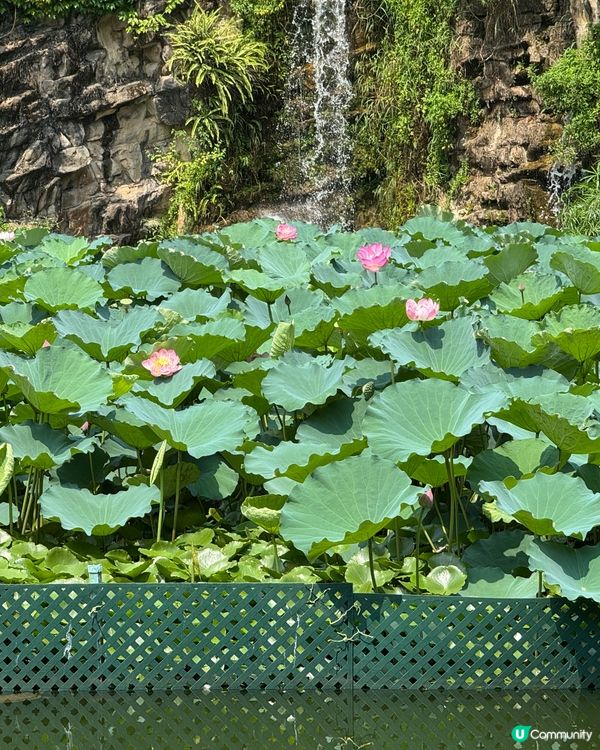 青衣公園-荷池荷花🪷盛開