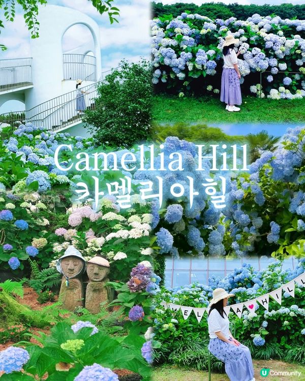 山茶花之丘🩷💙💜繡球花海打卡📸