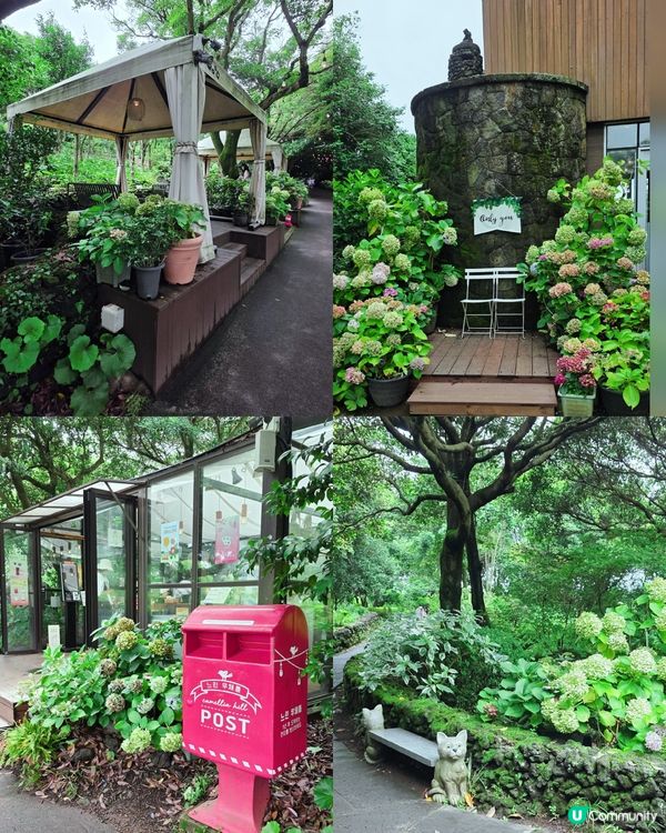 山茶花之丘🩷💙💜繡球花海打卡📸