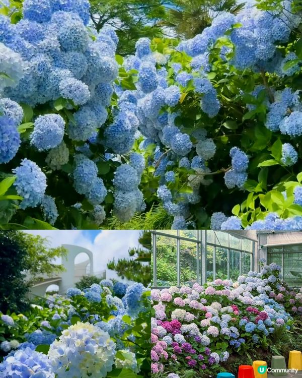 山茶花之丘🩷💙💜繡球花海打卡📸