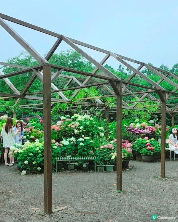 山茶花之丘🩷💙💜繡球花海打卡📸