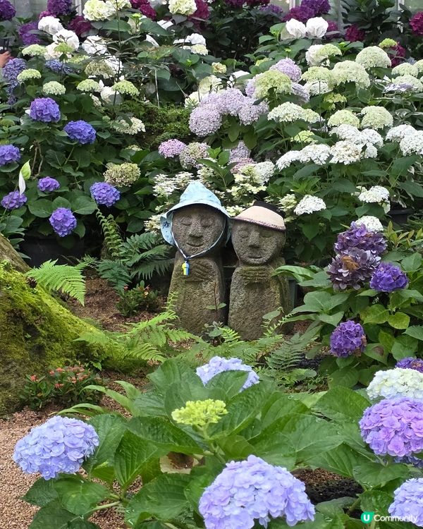 山茶花之丘🩷💙💜繡球花海打卡📸