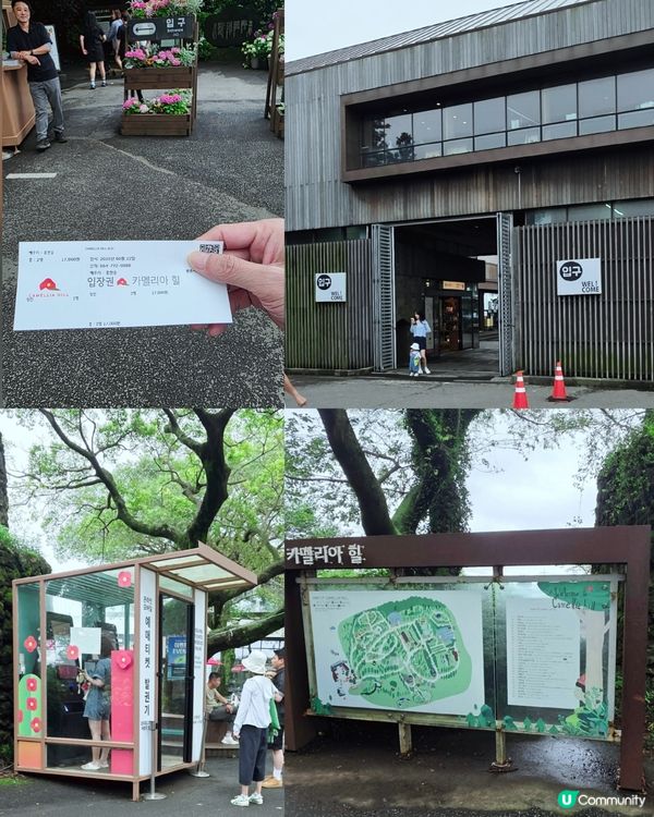 山茶花之丘🩷💙💜繡球花海打卡📸