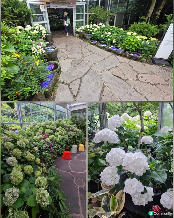 山茶花之丘🩷💙💜繡球花海打卡📸