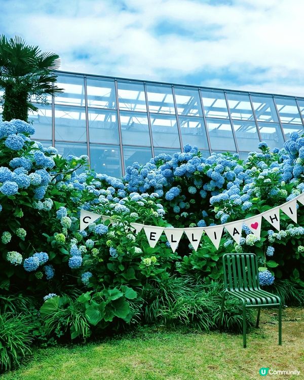 山茶花之丘🩷💙💜繡球花海打卡📸