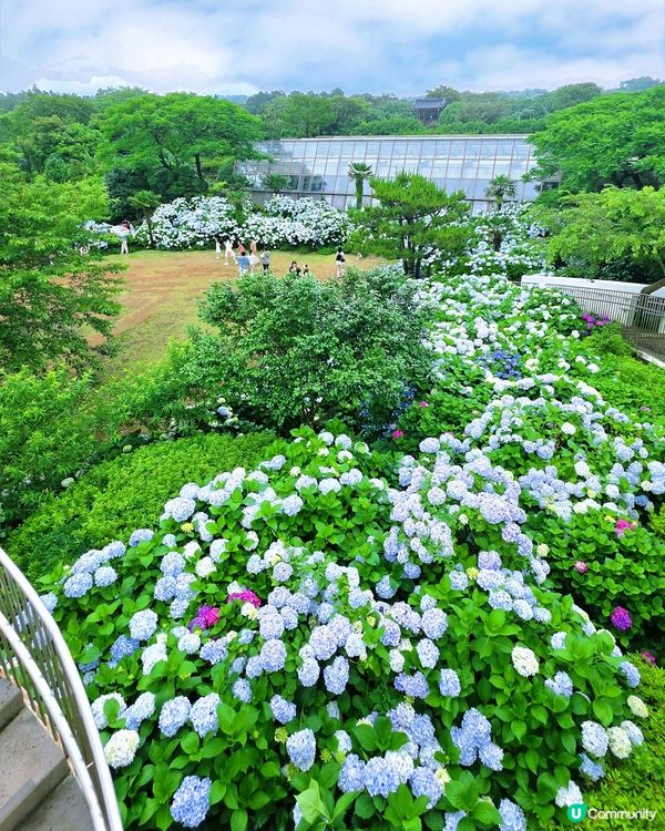 山茶花之丘🩷💙💜繡球花海打卡📸