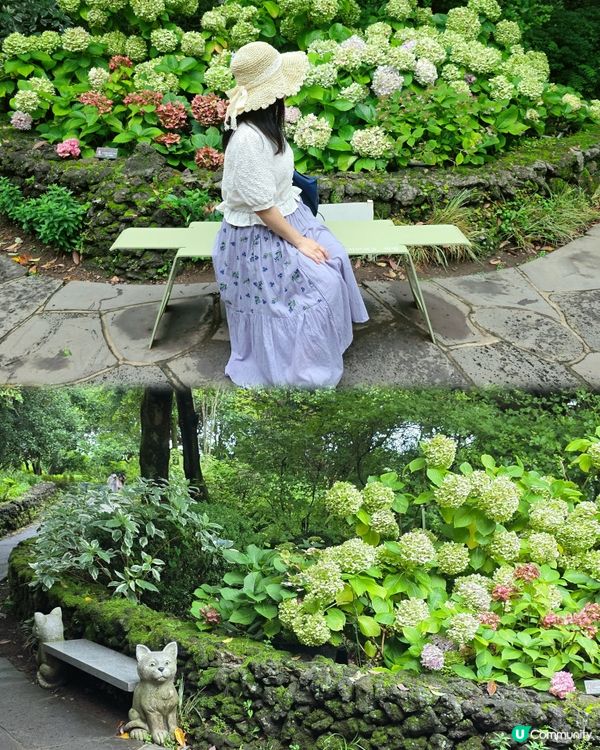 山茶花之丘🩷💙💜繡球花海打卡📸