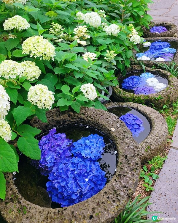 山茶花之丘🩷💙💜繡球花海打卡📸