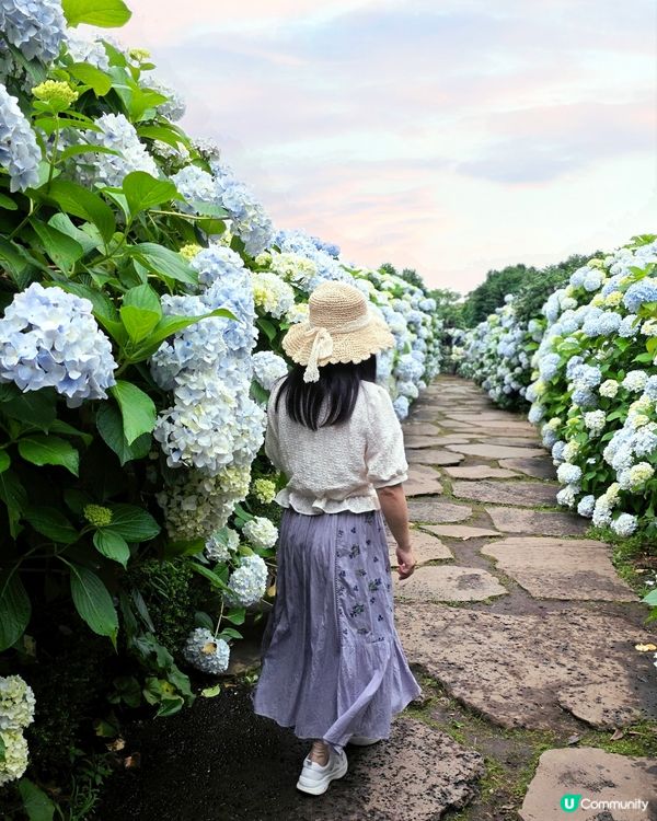 山茶花之丘🩷💙💜繡球花海打卡📸