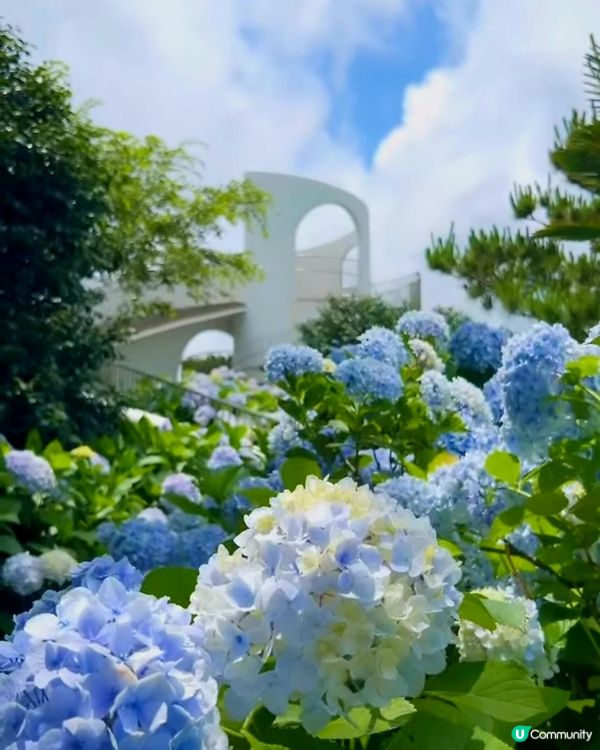 山茶花之丘🩷💙💜繡球花海打卡📸
