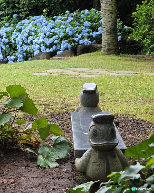 山茶花之丘🩷💙💜繡球花海打卡📸