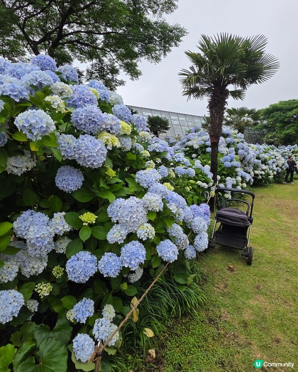 山茶花之丘🩷💙💜繡球花海打卡📸