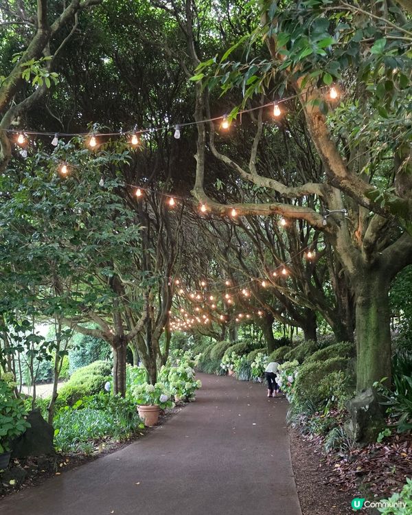 山茶花之丘🩷💙💜繡球花海打卡📸