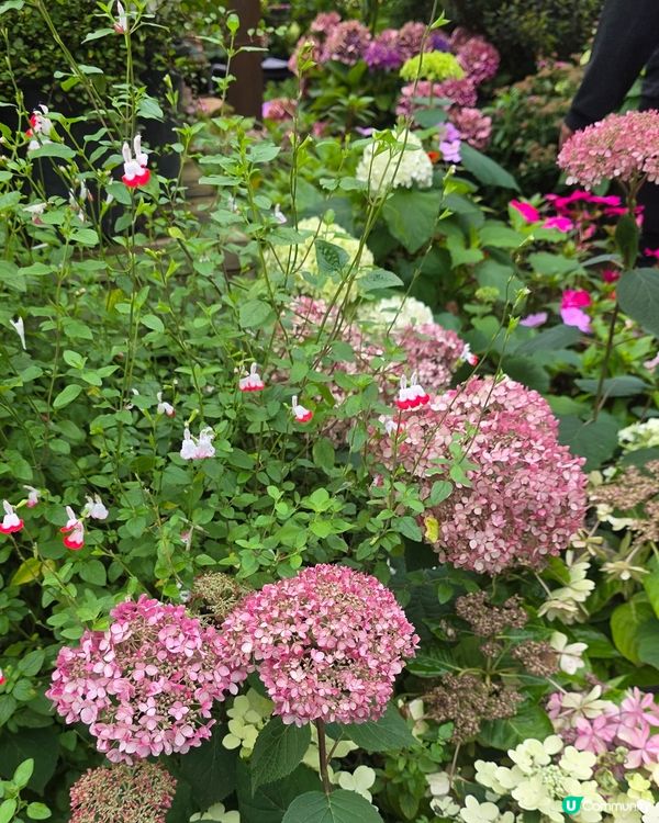 山茶花之丘🩷💙💜繡球花海打卡📸