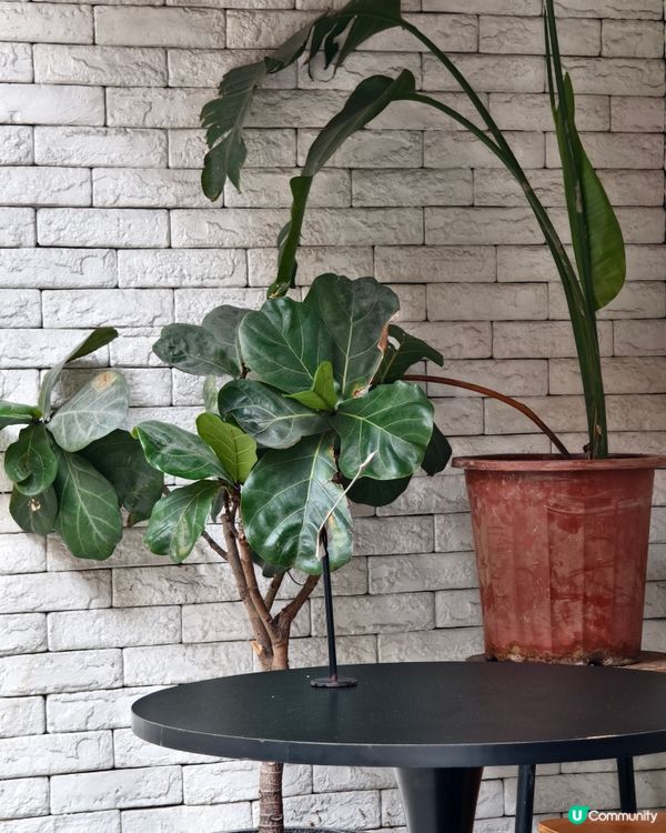 二訪西營盤cafe，必試大熱開心果甜品