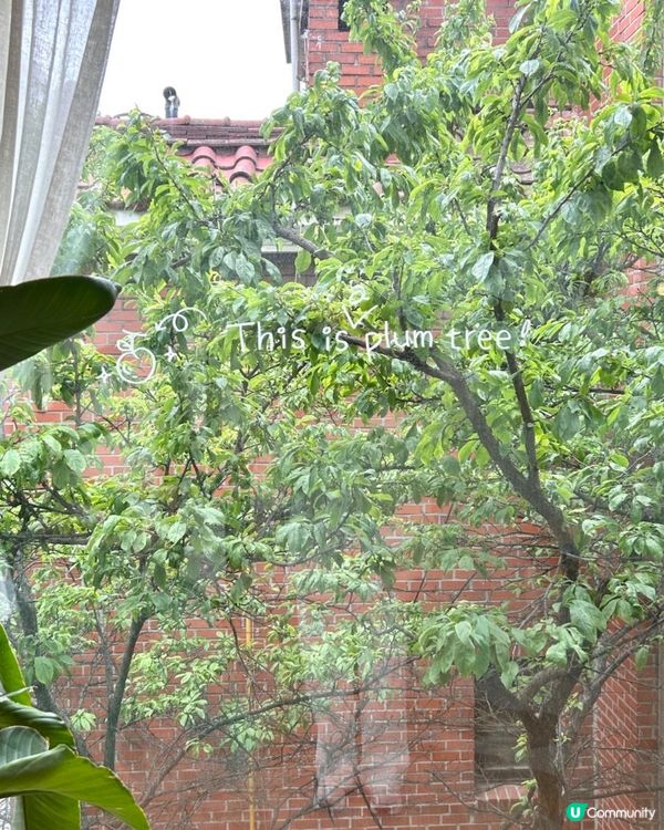 🇰🇷首爾必打卡系芒果芭菲咖啡廳🥭🍨