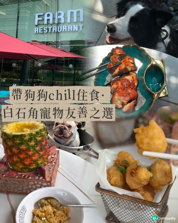 帶狗狗chill住食｜白石角寵物友善之選