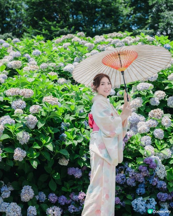 着和服遊京都👘！繡球花海超靚！📸✨