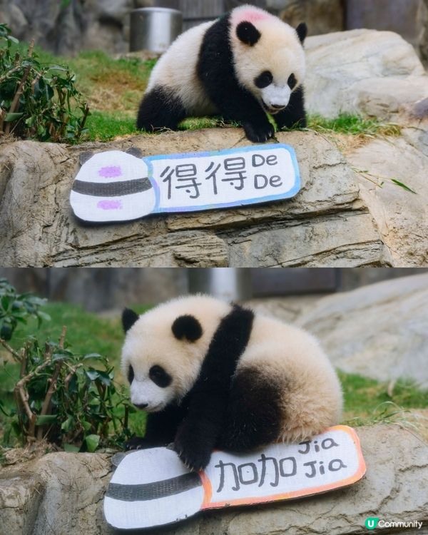 《Chill賞放大假》請您去海洋公園！