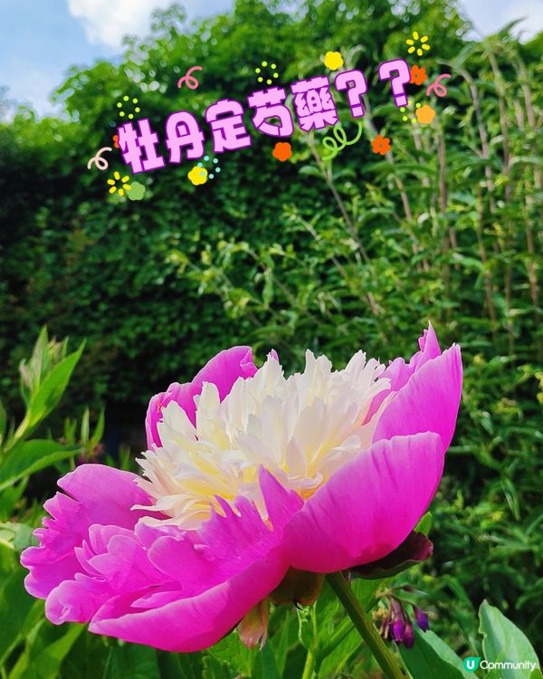 🌸我愛花花🌸之彭布羅克小屋賞花之旅🌸！倫敦郊野隱藏瑰寶