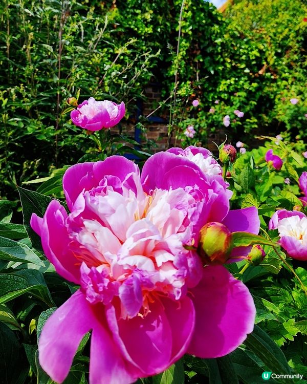 🌸我愛花花🌸之彭布羅克小屋賞花之旅🌸！倫敦郊野隱藏瑰寶
